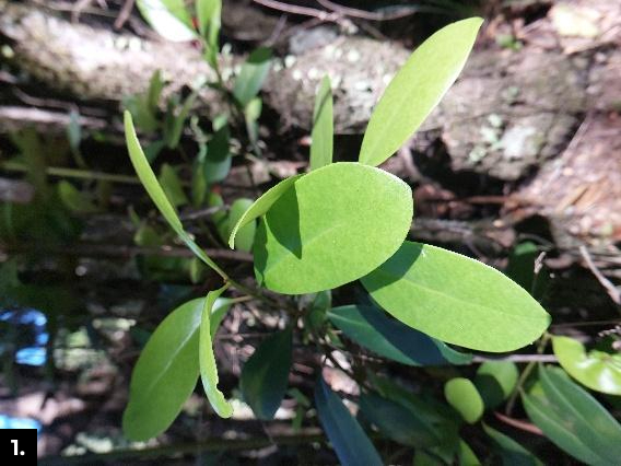 a branch of the queule