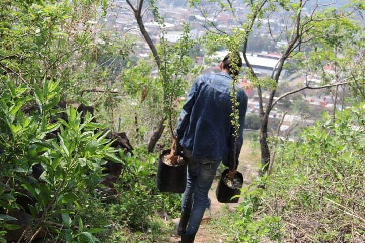 Vivero comunitario